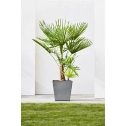 Ecopots Pflanztopf Rotterdam Rollen Grau 49,7 Cm X 50 Cm -Pola Pflanz Geschaft 0 RotterdamWheels50Grey 90