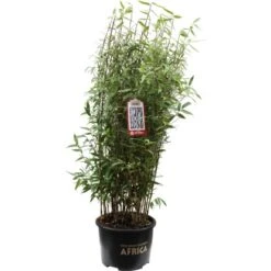 Roter Zebrabambus "Red Zebra" Höhe 80 - 100 Cm Topf Ca. 15 L Fargesia