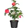 OBI Kamelie Höhe Ca. 60 - 70 Cm Topf-Ø Ca. 19 Cm Camelia -Pola Pflanz Geschaft 0 cm topf ca 19 cm camelia
