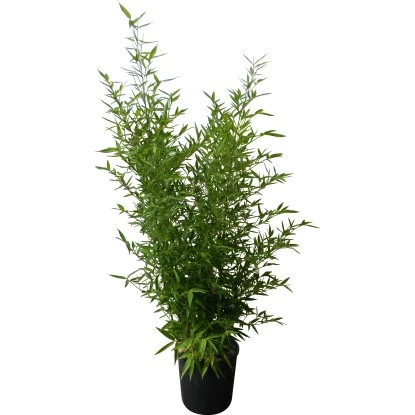 GROW By OBI Bisset-Bambus Topf-Ø Ca. 26 Cm Phyllostachys Bissetii 3 GROW By OBI Bisset-Bambus Topf-Ø Ca. 26 Cm Phyllostachys Bissetii