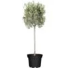 GROW By OBI Olivenbaum Höhe Ca. 180 Cm Olea Europaea -Pola Pflanz Geschaft 140111 3358 1
