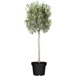 GROW By OBI Olivenbaum Stamm Höhe 150 - 175 Cm Topf-Ø Ca. 60 Cm Olea