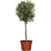 GROW By OBI Olivenbaum Stamm Höhe 150 - 175 Cm Topf-Ø Ca. 65 Cm Olea -Pola Pflanz Geschaft 140165 3358 01