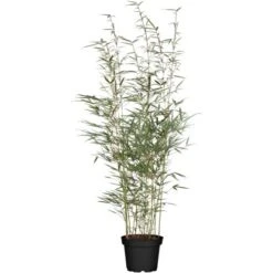 Hoher Heckenbambus Set à 30 Stück Höhe Ca. 175 - 200 Cm Topf-Ø Ca. 18,5 L