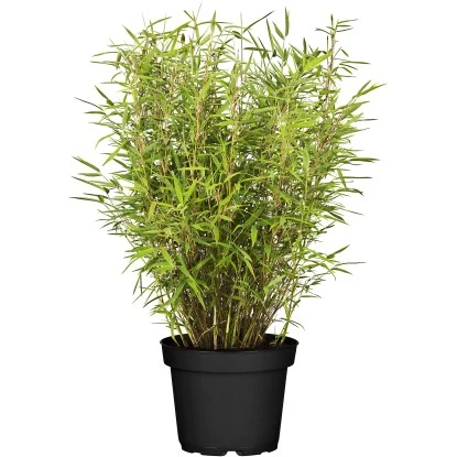 Gartenbambus "Standing Stone" Topf-Ø Ca. 27 Cm Fargesia 3 Gartenbambus "Standing Stone" Topf-Ø Ca. 27 Cm Fargesia