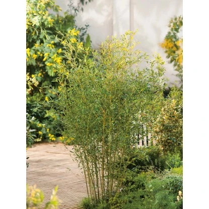 GROW By OBI Bisset-Bambus Topf-Ø Ca. 26 Cm Phyllostachys Bissetii 4 GROW By OBI Bisset-Bambus Topf-Ø Ca. 26 Cm Phyllostachys Bissetii – Bild 2