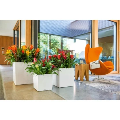 Lechuza Pflanzgefäß Cube Premium 30 Cm X 30 Cm Weiß Hochglanz 6 Lechuza Pflanzgefäß Cube Premium 30 Cm X 30 Cm Weiß Hochglanz – Bild 4