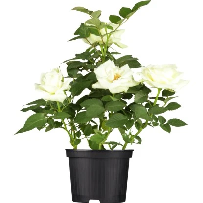 OBI Bodendeckerrose Weiß Höhe Ca. 10 - 20 Cm Topf-Ø Ca. 3 L 3 OBI Bodendeckerrose Weiß Höhe Ca. 10 - 20 Cm Topf-Ø Ca. 3 L