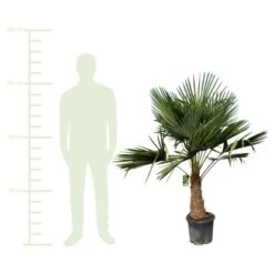 GROW By OBI Hanfpalme XXL Ca. 140 - 160 Cm Trachycarpus Fortunei -Pola Pflanz Geschaft 2801280 VM 01
