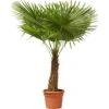 GROW By OBI Hanfpalme Höhe Ca. 150 Cm Topf Ca. 45 L Trachycarpus Fortunei -Pola Pflanz Geschaft 281236 MPS 1