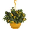 Wandelröschen-Ampel Topf-Ø Ca. 25 Cm Lantana Camara -Pola Pflanz Geschaft 304776 3358 1