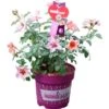 Rose "Hugs And Kisses" Höhe Ca. 20 - 30 Cm Topf Ca. 5 L -Pola Pflanz Geschaft 30 cm topf ca 5 l rosa 1