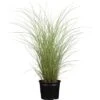 Chinaschilf Sortiment Topf Ca. 10 L Cm Miscanthus 1 Chinaschilf Sortiment Topf Ca. 10 L Cm Miscanthus -Pola Pflanz Geschaft 344476 3358 1