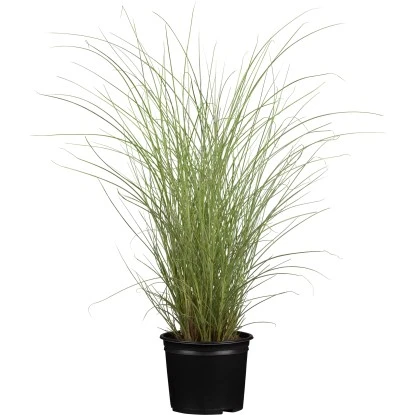 Chinaschilf Sortiment Topf Ca. 10 L Cm Miscanthus 3 Chinaschilf Sortiment Topf Ca. 10 L Cm Miscanthus