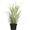 GROW By OBI Chinaschilf "Zebrinus" Topf-Ø Ca. 34 Cm Miscanthus Sinensis -Pola Pflanz Geschaft 358178 3358 1