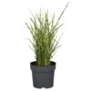 OBI Chinaschilf "Zebrinus" Topf-Ø Ca. 22 Cm Miscanthus Sinensis 1 OBI Chinaschilf "Zebrinus" Topf-Ø Ca. 22 Cm Miscanthus Sinensis -Pola Pflanz Geschaft 358300 3358 1