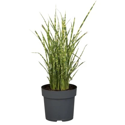OBI Chinaschilf "Zebrinus" Topf-Ø Ca. 22 Cm Miscanthus Sinensis 3 OBI Chinaschilf "Zebrinus" Topf-Ø Ca. 22 Cm Miscanthus Sinensis