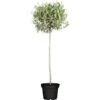 Olivenbaum Stamm Höhe Ca. 120 - 140 Cm Topf Ca. 45 L Olea Europaea -Pola Pflanz Geschaft 392776 3358 1