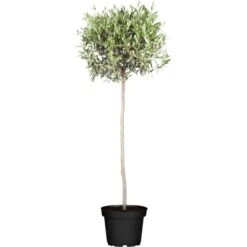 Olivenbaum Stamm Höhe Ca. 120 - 140 Cm Topf Ca. 45 L Olea Europaea