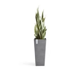 Ecopots Pflanztopf Rotterdam High 32,5 Cm X 32,5 CmGrau -Pola Pflanz Geschaft 39408484892 2