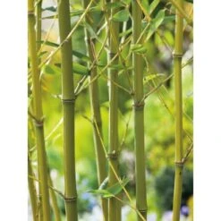 GROW By OBI Bisset-Bambus Topf-Ø Ca. 26 Cm Phyllostachys Bissetii 8 GROW By OBI Bisset-Bambus Topf-Ø Ca. 26 Cm Phyllostachys Bissetii -Pola Pflanz Geschaft 3 Phyllostachys bissetii 3
