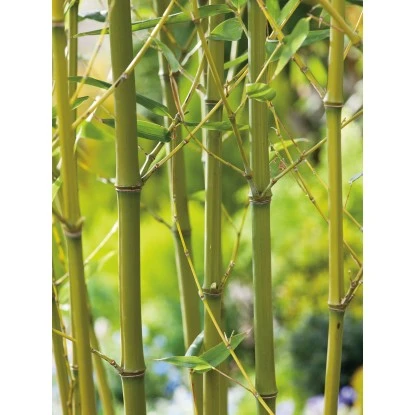 GROW By OBI Bisset-Bambus Topf-Ø Ca. 26 Cm Phyllostachys Bissetii 5 GROW By OBI Bisset-Bambus Topf-Ø Ca. 26 Cm Phyllostachys Bissetii – Bild 3