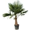 GROW By OBI Hanfpalme XXL Ca. 140 - 160 Cm Trachycarpus Fortunei -Pola Pflanz Geschaft 4002420950503 3358 S 01