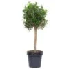 GROW By OBI Olivenbaum Halbstamm Ca. 90 Cm Topf Ca. 18 L Olea Europaea -Pola Pflanz Geschaft 4017442013884 4104 S 02
