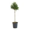 GROW By OBI Olivenbaum Ministamm Ca. 35 Cm Topf Ca. 5 L Olea Europaea -Pola Pflanz Geschaft 4017442013891 4104 S 01