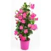 GROW By OBI Dipladenie "Sundevillea" Rosa Pyramide Ca. 60 Cm - 80 Cm Mandevilla 2 GROW By OBI Dipladenie "Sundevillea" Rosa Pyramide Ca. 60 Cm - 80 Cm Mandevilla -Pola Pflanz Geschaft 4017442025214 3358 S 01