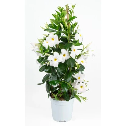 GROW By OBI Dipladenie "Sundevillea" Weiss Pyramide Ca. 60 Cm - 80 Cm Mandevilla 3 GROW By OBI Dipladenie "Sundevillea" Weiss Pyramide Ca. 60 Cm - 80 Cm Mandevilla