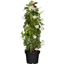 GROW By OBI Dipladenie "Sundevillea" Weiß Doppelbogen Ca. 40 - 50 Cm Mandevilla