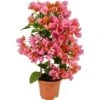 OBI Drillingsblume Orange Am Spalier Topf-Ø Ca. 14 Cm Bougainvillea Sandrina -Pola Pflanz Geschaft 4017442025788 4883 1