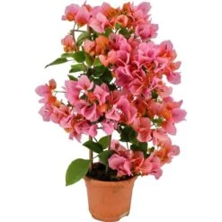 OBI Drillingsblume Orange Am Spalier Topf-Ø Ca. 14 Cm Bougainvillea Sandrina
