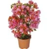 OBI Drillingsblume Orange Am Spalier Topf-Ø Ca. 17 Cm Bougainvillea Sandrina 2 OBI Drillingsblume Orange Am Spalier Topf-Ø Ca. 17 Cm Bougainvillea Sandrina -Pola Pflanz Geschaft 4017442025818 4883 1