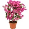 OBI Drillingsblume Rosa Am Spalier Topf-Ø Ca. 17 Cm Bougainvillea Sandrina -Pola Pflanz Geschaft 4017442025825 4883 1