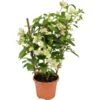 OBI Drillingsblume Weiß Am Spalier Topf-Ø Ca. 17 Cm Bougainvillea Sandrina -Pola Pflanz Geschaft 4017442025832 4883 1