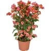 OBI Drillingsblume Orange Am Spalier Topf-Ø Ca. 21 Cm Bougainvillea Sandrina -Pola Pflanz Geschaft 4017442025856 4883 1