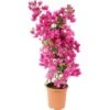 OBI Drillingsblume Sortiert Höhe Ca. 70 Cm Topf-Ø Ca. 19 Cm Bougainvillea -Pola Pflanz Geschaft 4017442025870 4883 1