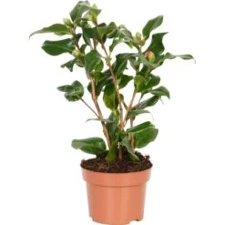 OBI Japanische Kamelie "Dr. King" Topf-Ø Ca. 13 Cm Camelia Japonica