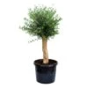 GROW By OBI Olivenbaum Halbstamm Ca. 50 Cm Topf Ca. 45 L Olea Europaea -Pola Pflanz Geschaft 4017442031727 4104 S 01