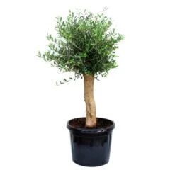 GROW By OBI Olivenbaum Halbstamm Ca. 50 Cm Topf Ca. 45 L Olea Europaea