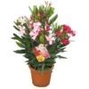 GROW By OBI Oleander Busch Tricolor Topf-Ø Ca. 17 Cm Nerium -Pola Pflanz Geschaft 4017442044147 3358 S 01