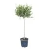GROW By OBI Olivenbaum Halbstamm Ca. 80 Cm Topf Ca. 18 L Olea Europaea -Pola Pflanz Geschaft 4017442053156 4104 S 01