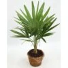 GROW By OBI Hanfpalme Im Kokostopf Kultiviert Höhe 60 - 80 Cm Ø Ca. 20 Cm -Pola Pflanz Geschaft 4017442054498 1