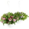 Grow By OBI Confetti Garden Ampel Mix Topf-Ø Ca. 25 Cm -Pola Pflanz Geschaft 4017442056133 4333 01