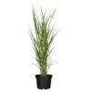GROW By OBI Chinaschilf Topf Ø 23 Cm Miscanthus Sinensis Giganteus -Pola Pflanz Geschaft 4017442056447 3358 S 01