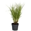 Chinaschilf Topf-Ø Ca. 28 Cm Miscanthus Sinensis Strictus 1 Chinaschilf Topf-Ø Ca. 28 Cm Miscanthus Sinensis Strictus -Pola Pflanz Geschaft 4017891678191 3358 S 01