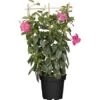 GROW By OBI Dipladenie Topf-Ø Ca.21 Cm Mandevilla -Pola Pflanz Geschaft 490906