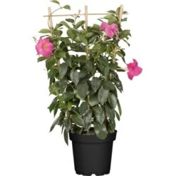 GROW By OBI Dipladenie Topf-Ø Ca.21 Cm Mandevilla